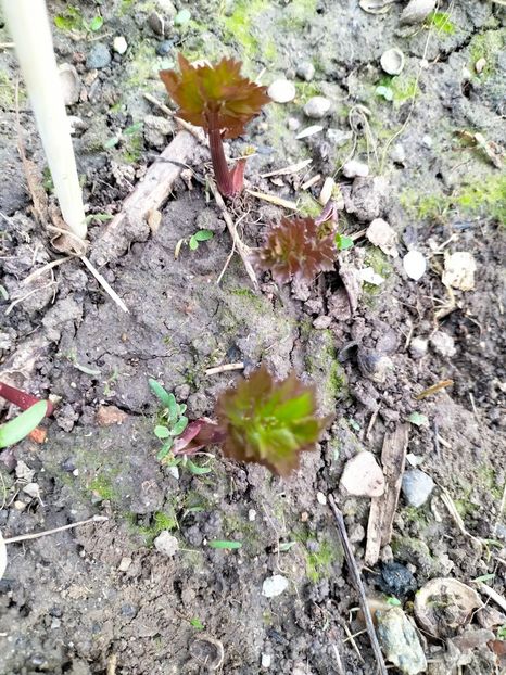 IMG20230327085729 - Martie 2023