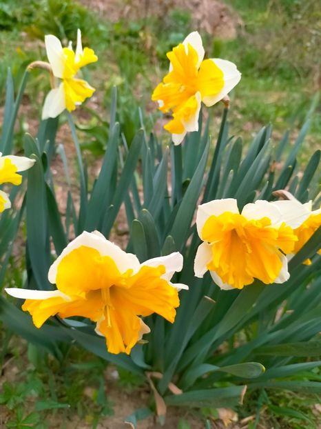 IMG20230327085213 - Martie 2023