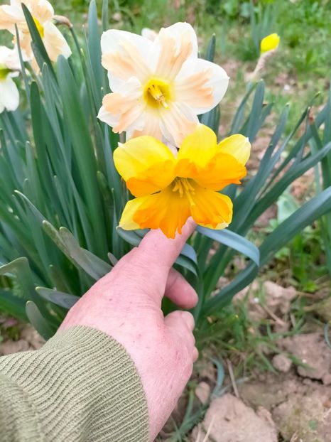 IMG20230327085203 - Martie 2023