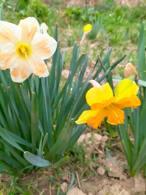 IMG20230327085200 - Martie 2023