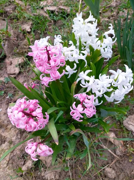 IMG20230327085105 - Martie 2023