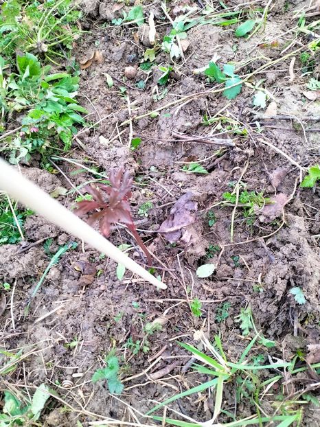 IMG20230327084935 - Martie 2023