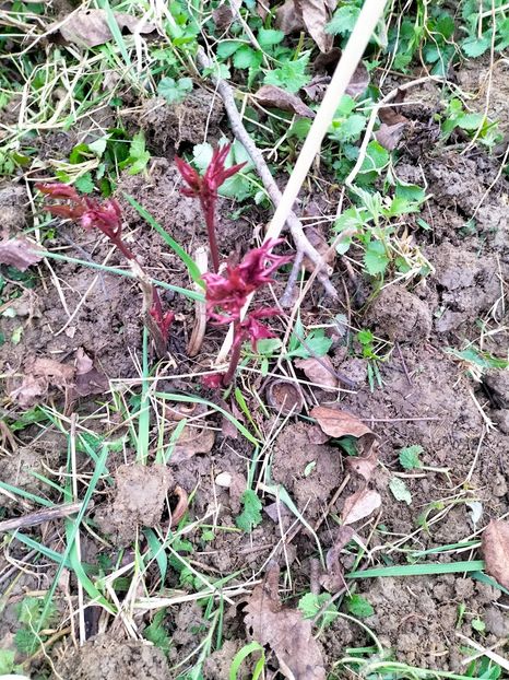 IMG20230327084928 - Martie 2023