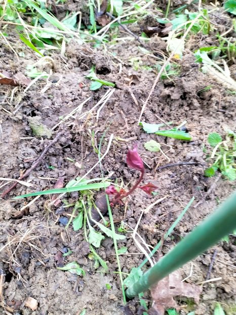 IMG20230327084920 - Martie 2023