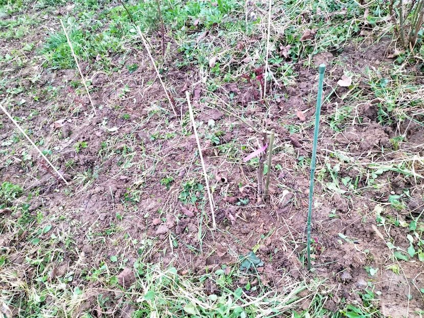 IMG20230327084900 - Martie 2023