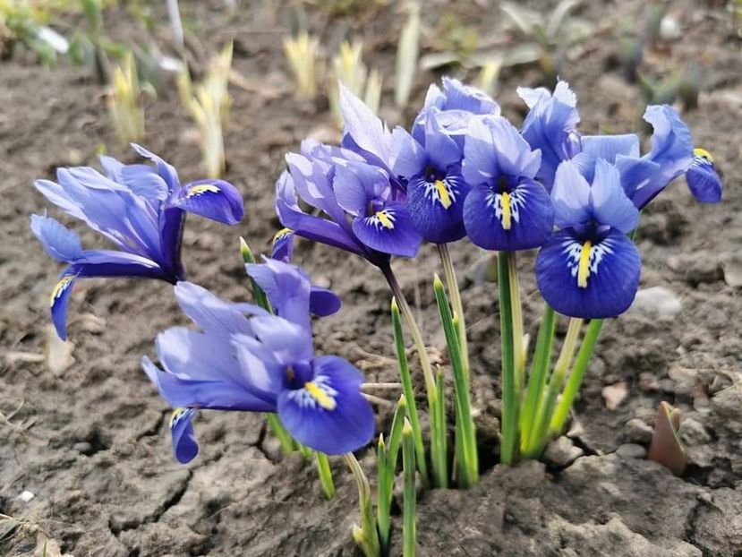 Iris reticulata Harmony - Gradina 2023