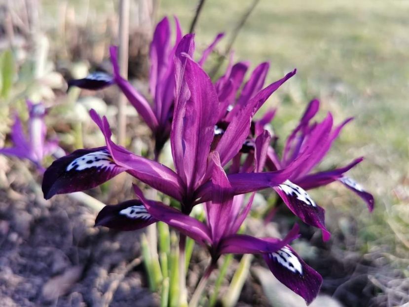 Iris reticulata Pauline - Gradina 2023