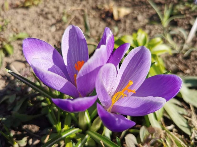 Crocus grandiflora Blue - Gradina 2023