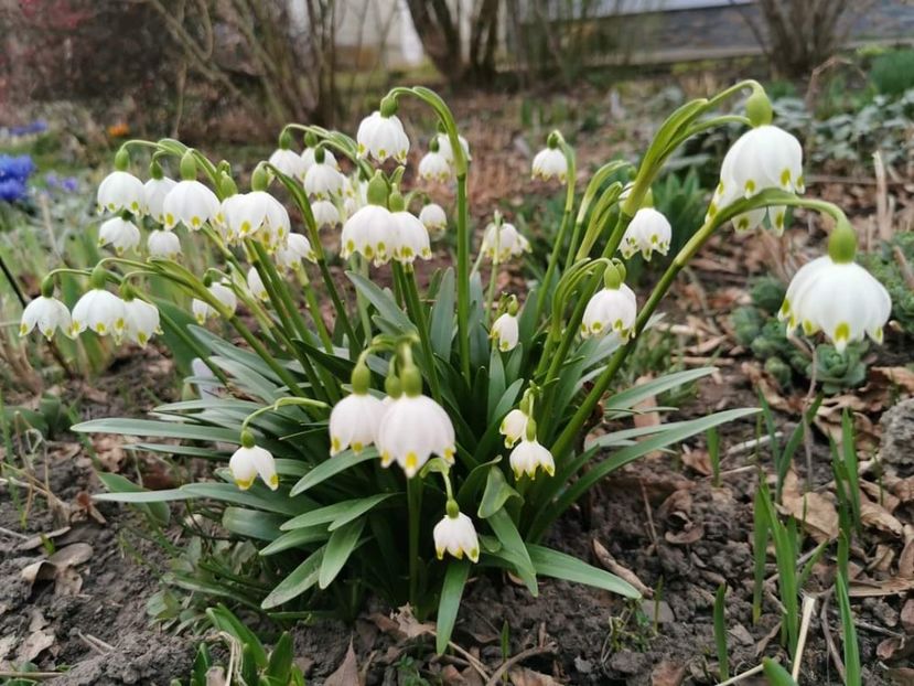 Leucojum vernum - Gradina 2023