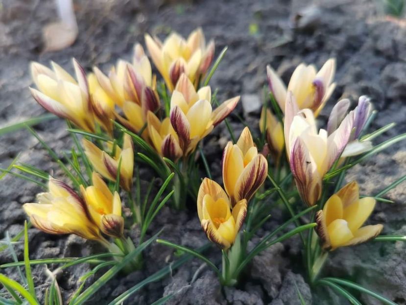 Crocus Advance - Gradina 2023