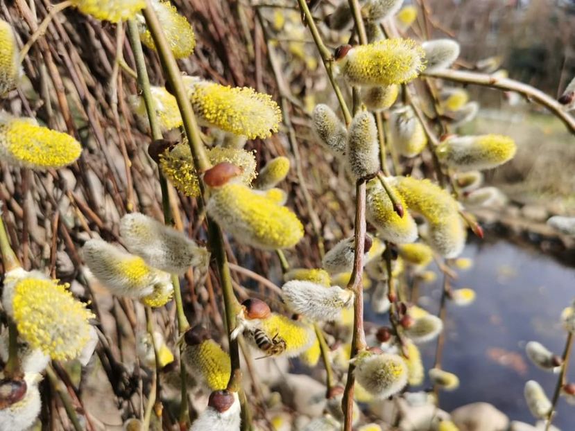 Salix Caprea Kilmarnock - Gradina 2023