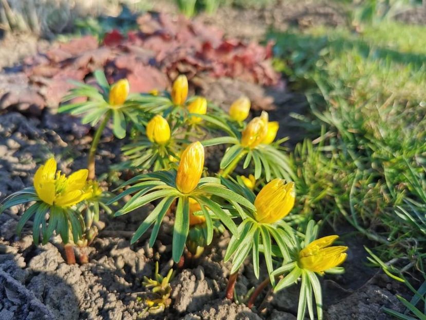 Eranthis cilicica - Gradina 2023