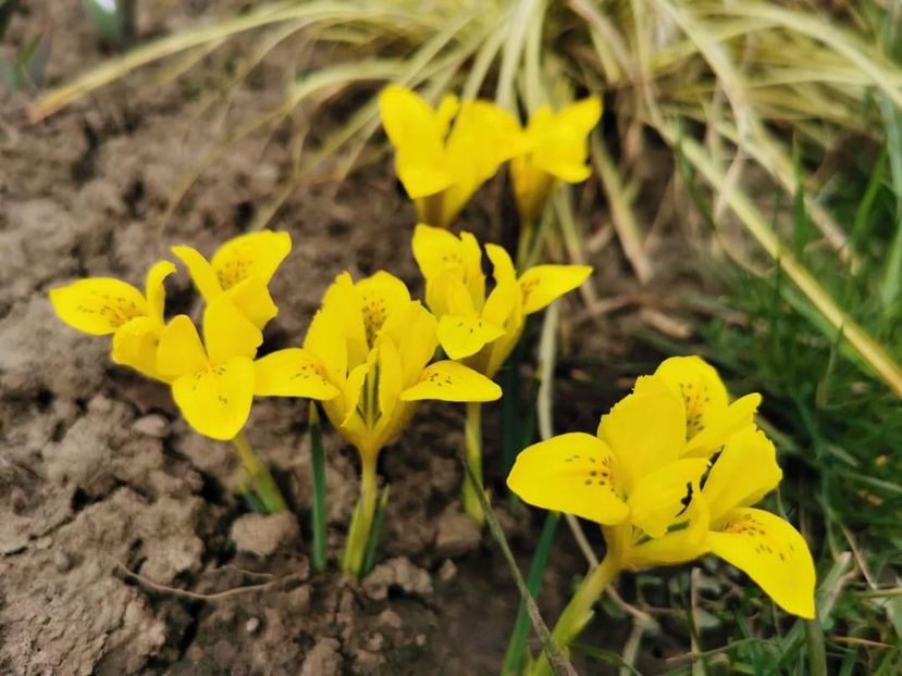 Iris danfordiae - Gradina 2023