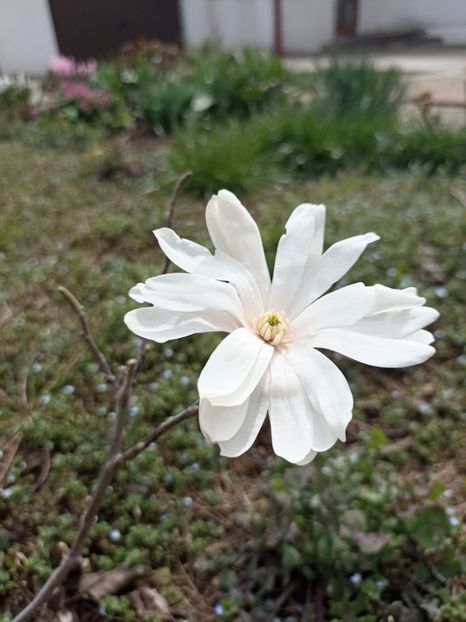 27.03 - Magnolia stellata