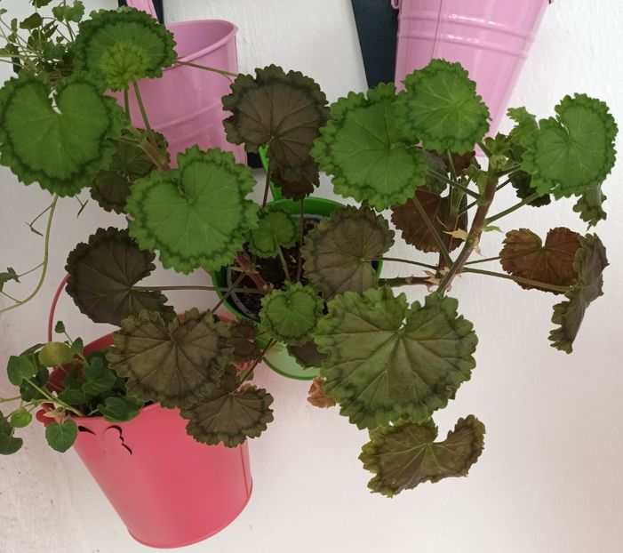 Distinction - Muscate