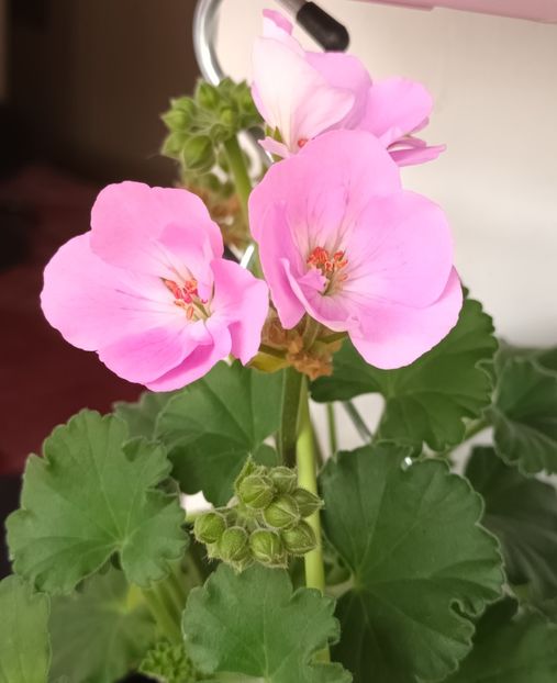 Rosy frost daca era achimenes! ;) - Muscate