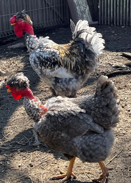 675C59DA-57AF-4912-8939-FE23F1437A9E - 2023 - Cocosi si gaini- Familia 2 - Albastre si bobate