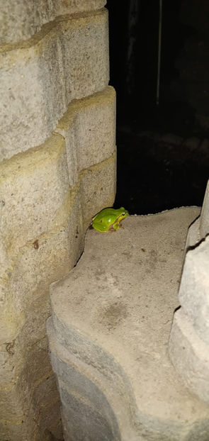 martie 2023 - Gradina si terasa PrimaLuce_6-Animalutele noastre