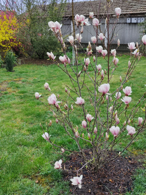 magnolia "soulangiana" - Gradina si terasa PrimaLuce__10-Hello 2023