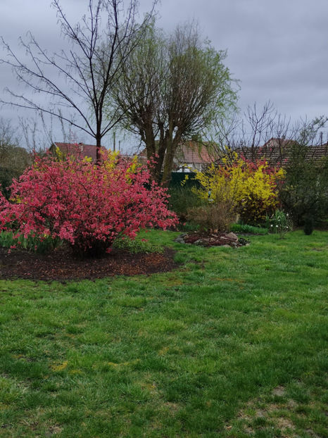 Chaenomeles japonica(gutui japonez) - Gradina si terasa PrimaLuce__10-Hello 2023