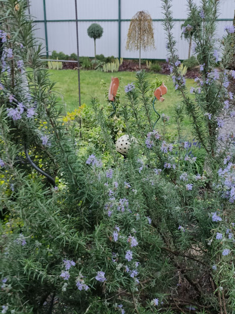 rosmarinus officinalis(7 ani) - Gradina si terasa PrimaLuce__10-Hello 2023