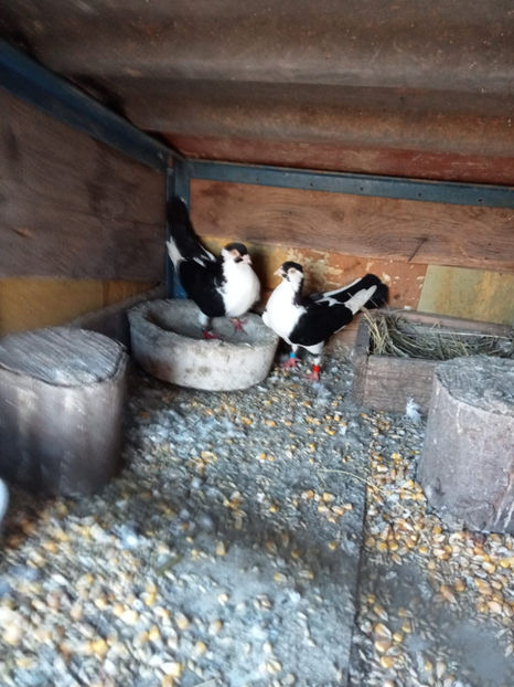  - Porumbei vanduti 2