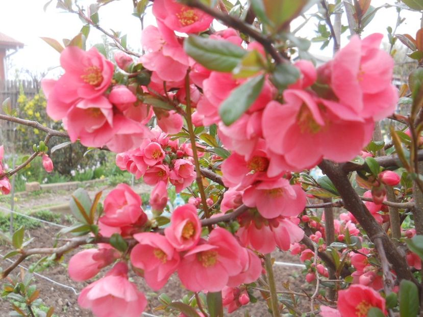 gutui japonez rosu 0,8-1m 22lei - aaPlante ornamentale disponibile