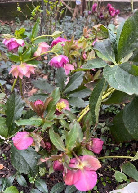 995E7F4F-4834-4D99-8582-C761DC2087BC - Spanz 2017 2023 2024