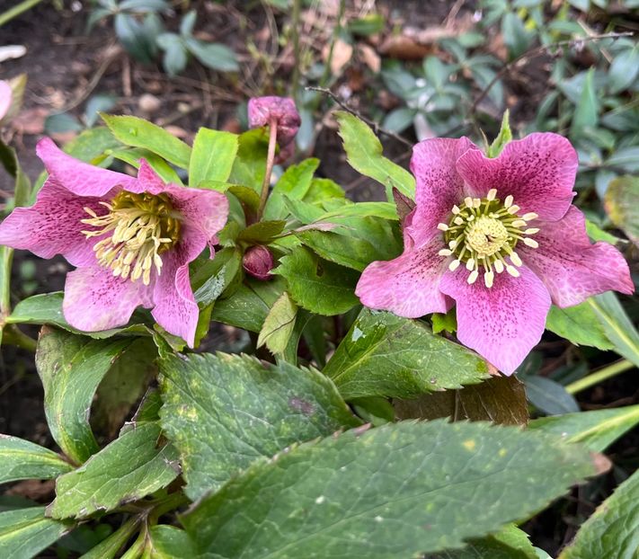 08BB9072-CAD4-4564-BBE4-045CF9BF08B9 - Spanz 2017 2023 2024