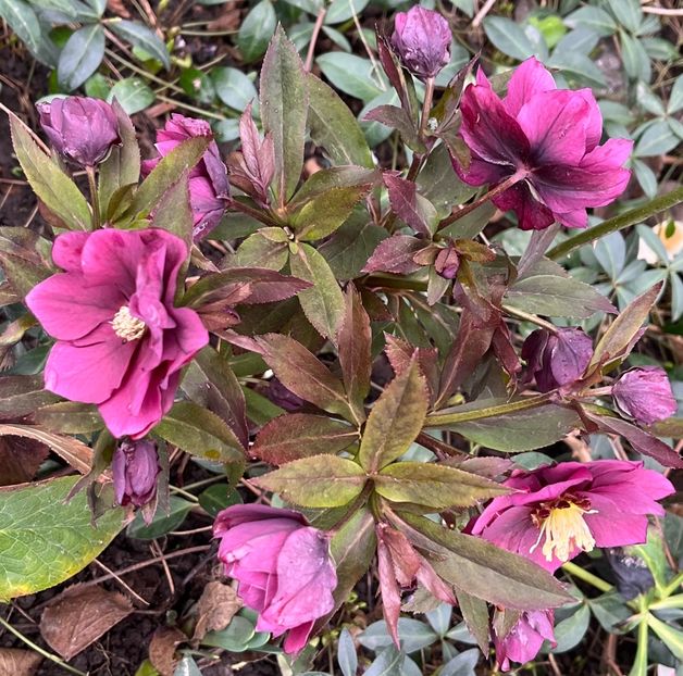 99C1050D-10A0-49E2-AD36-DD94755B2A6F - Spanz 2017 2023 2024