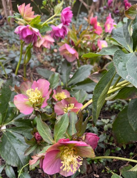 BC4ED4B5-D40D-440D-9B00-CC35AD1C6EBD - Spanz 2017 2023 2024