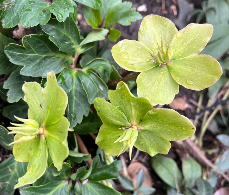 5B588B36-226B-4F11-8F7E-0C6C69CE0453 - Spanz 2017 2023 2024