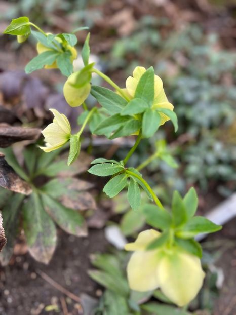 C0EA84B9-CBA8-453C-82B1-9A0D5E007709 - Spanz 2017 2023 2024