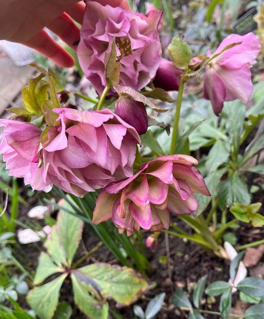 B41388F1-1E67-46E3-9091-7137A6240AC6 - Spanz 2017 2023 2024