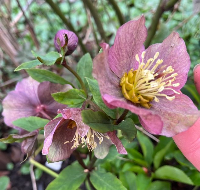 4532278B-CE61-40F9-8518-A1320223E402 - Spanz 2017 2023 2024