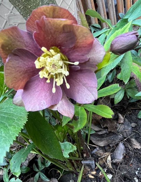 A2F85BD0-AFF5-48B5-8349-E5E44E0B4458 - Spanz 2017 2023 2024