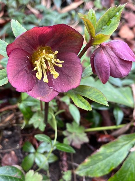 1078514F-0976-4E79-A73D-ED533FA75CA9 - Spanz 2017 2023 2024