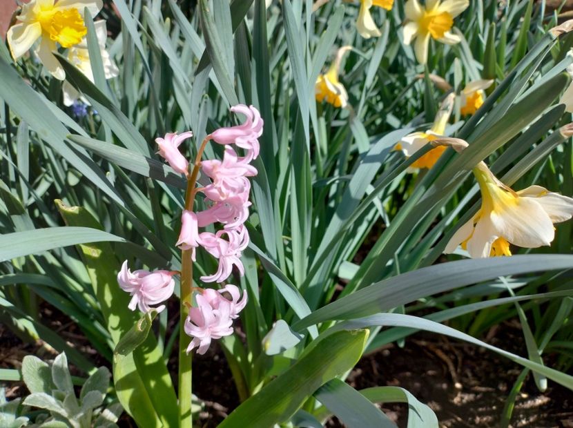  - Flori de gradina-2023