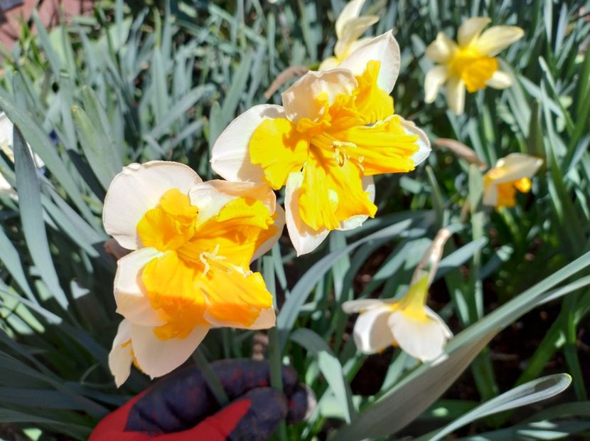  - Flori de gradina-2023