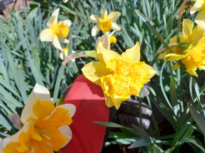  - Flori de gradina-2023