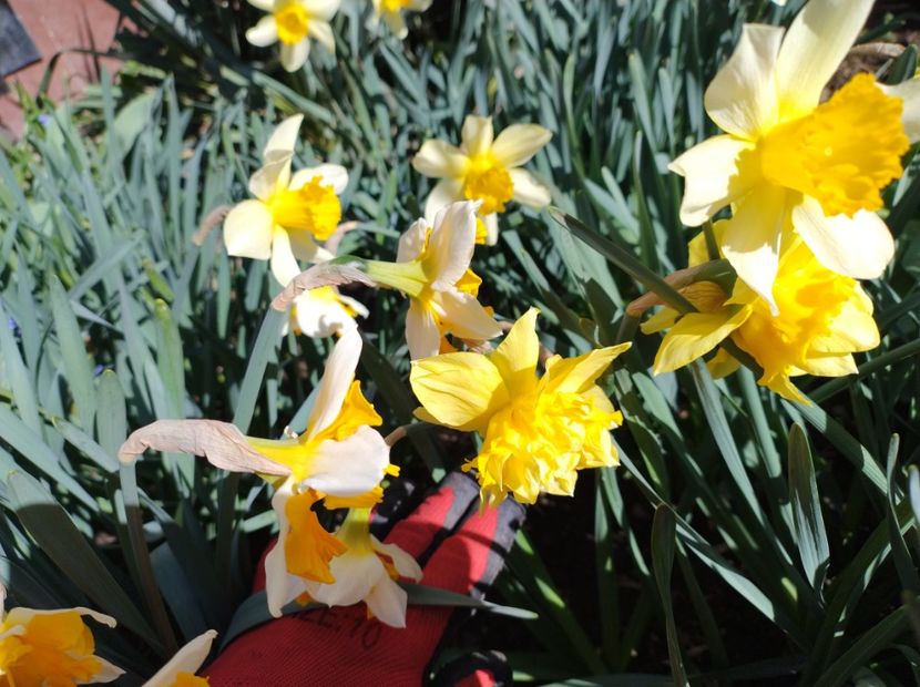  - Flori de gradina-2023