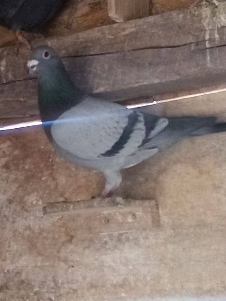 Mascul-2022 - Arhiva-amintiri