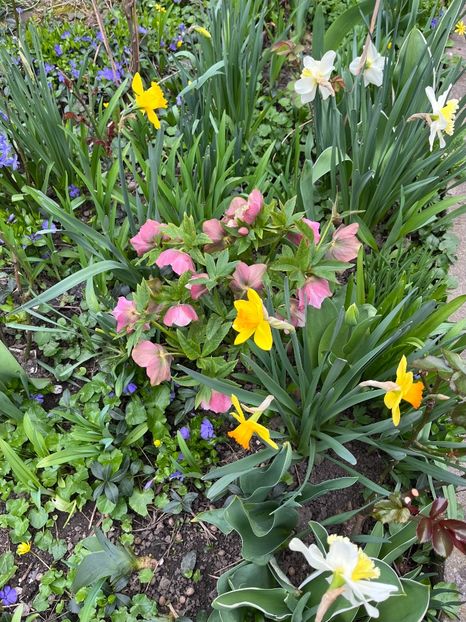 453081A9-8EF1-40BB-8834-D664633FA550 - Spanz 2017 2023 2024