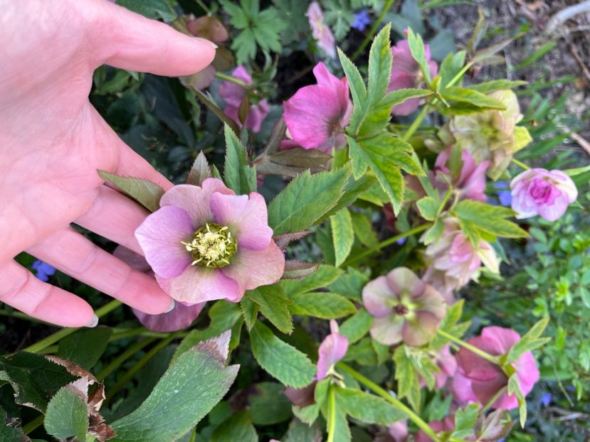 D1551F35-7364-4FEE-B16C-1C44C26349C8 - Spanz 2017 2023 2024