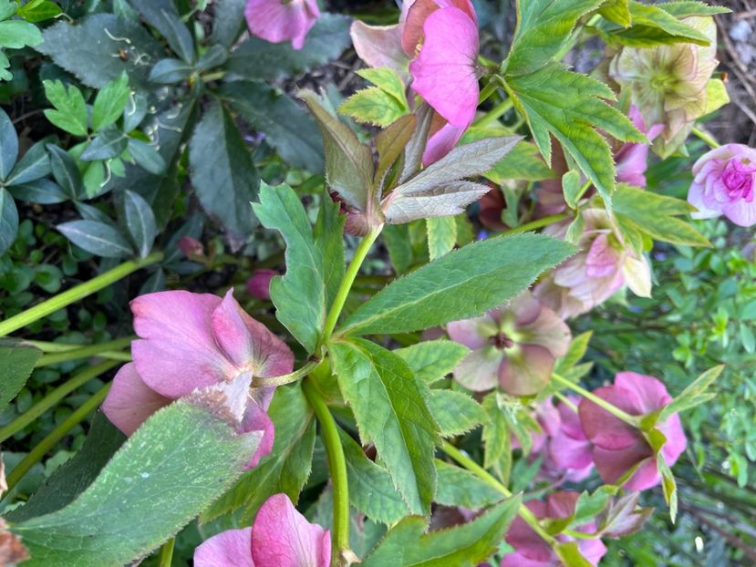 9697EDAF-F0B7-4983-846B-9351205F8A25 - Spanz 2017 2023 2024