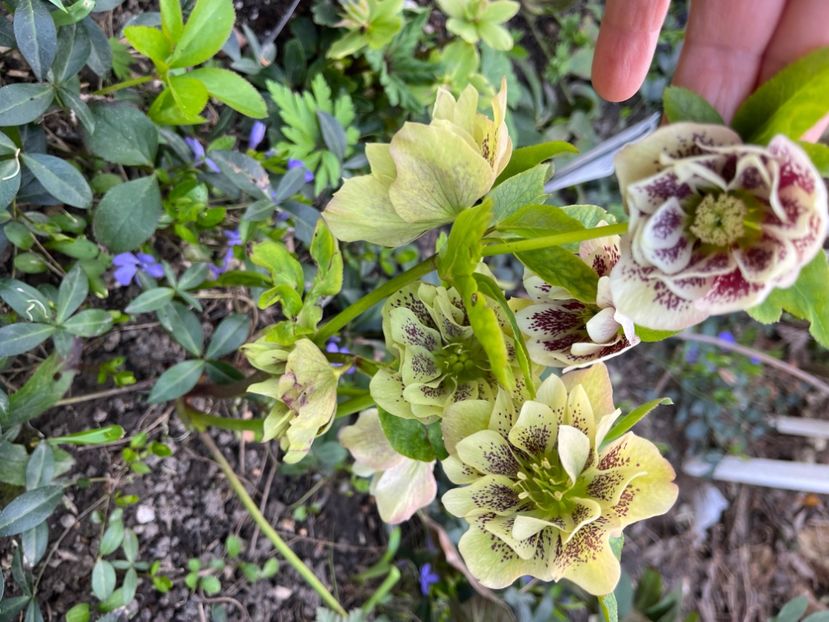 30326B26-32CF-4859-BA74-D82D8E646EBA - Spanz 2017 2023 2024