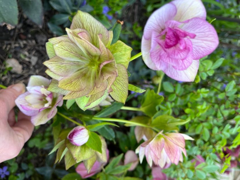 61E0466F-132D-4D38-9E8D-6AFFFFA09E05 - Spanz 2017 2023 2024