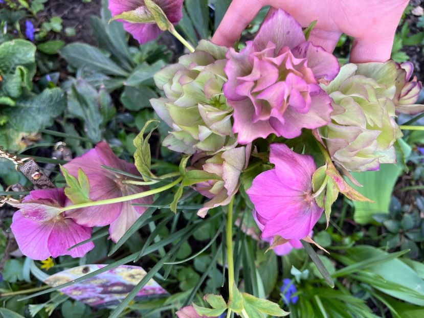 ED3B9438-0364-4B71-95F8-8A4BDD7ECD57 - Spanz 2017 2023 2024