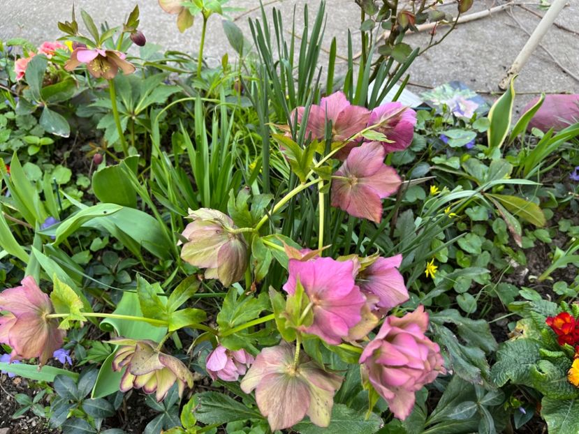 70A50638-8BA3-460F-A9F5-ADB5DCD6A063 - Spanz 2017 2023 2024