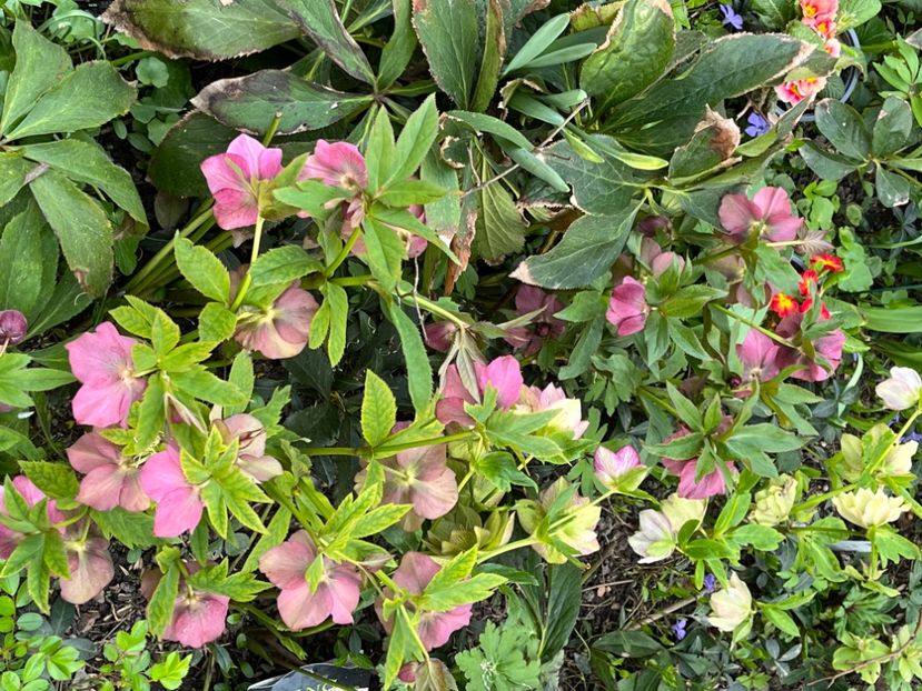 5B3BE11A-C48A-460C-AE33-B7D25EF4235E - Spanz 2017 2023 2024